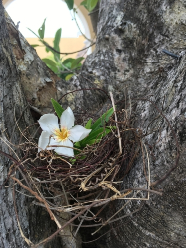 Série Un nid, une vie